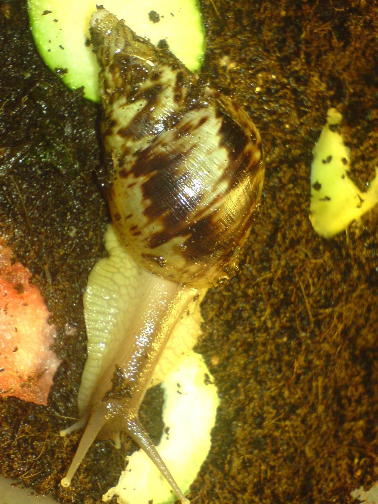 Pepa